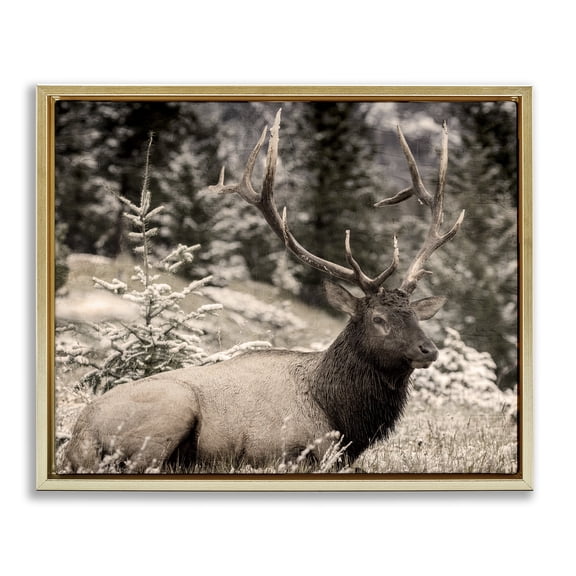 Stupell Industries Farmhouse Elk in Nature Photography Gold Floating Frame Canvas Art, 21 x 17, by Kim Allen
