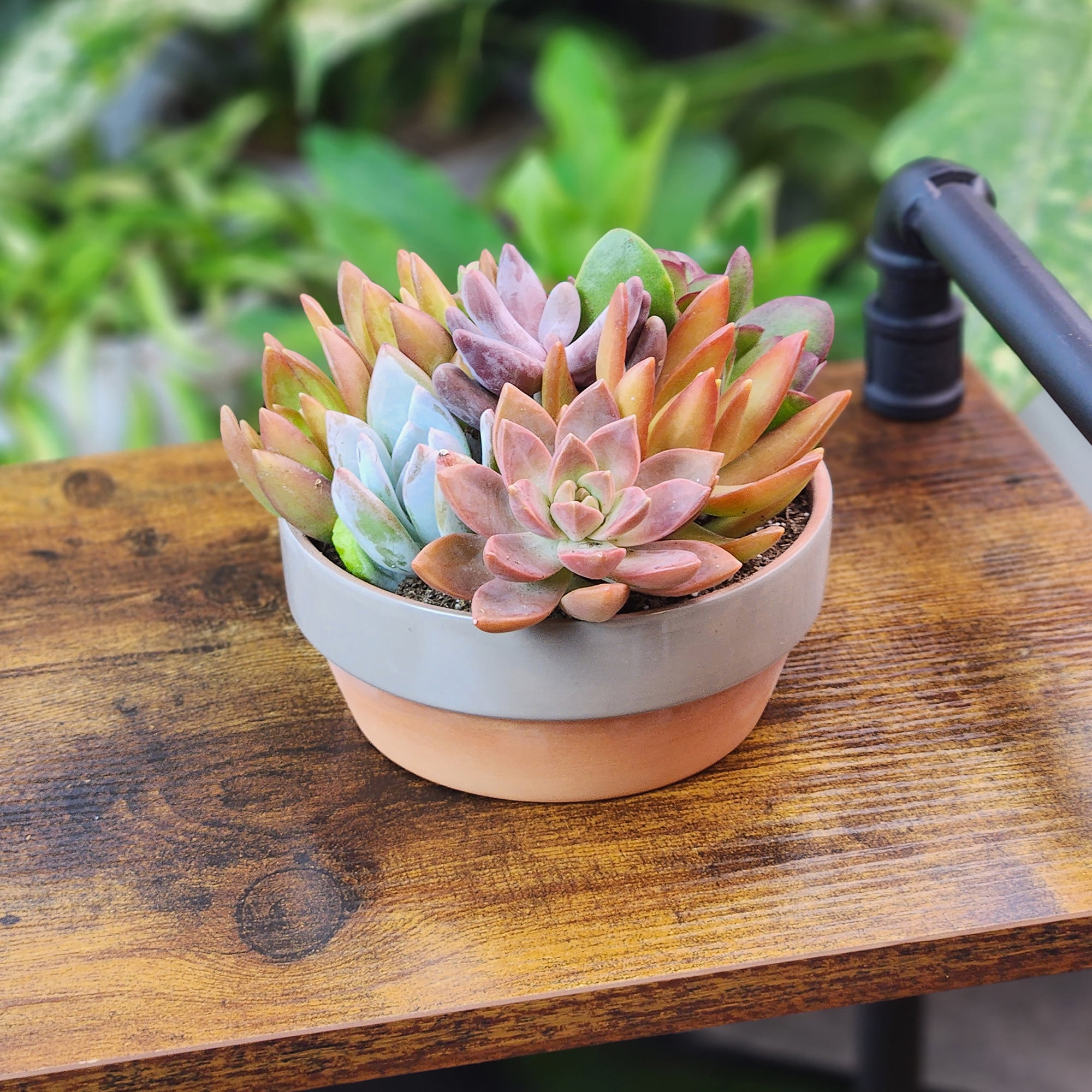 Element Plants Live Succulents Garden Decor, 5" Taupe & Clay Plant Gift, Easy Live Plants, Full Sun