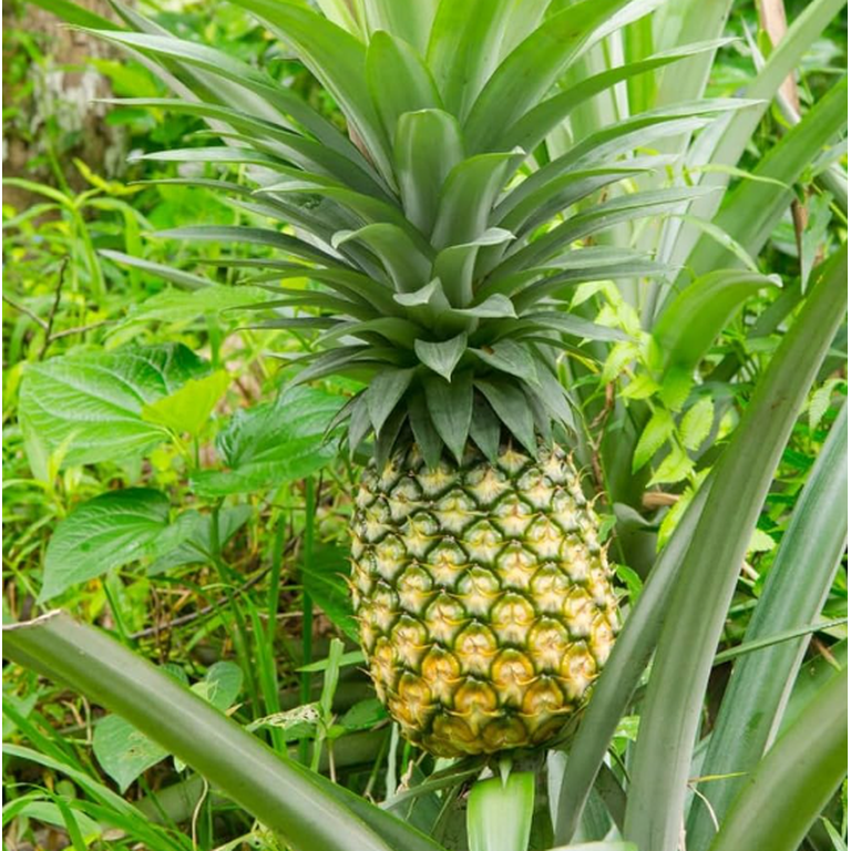 Sugarloaf Pineapple Plant Live for Planting, Sweet Pineapple Fruit Tree  Live Plant for Garden 4 to 6 Inch Tall - Walmart.com