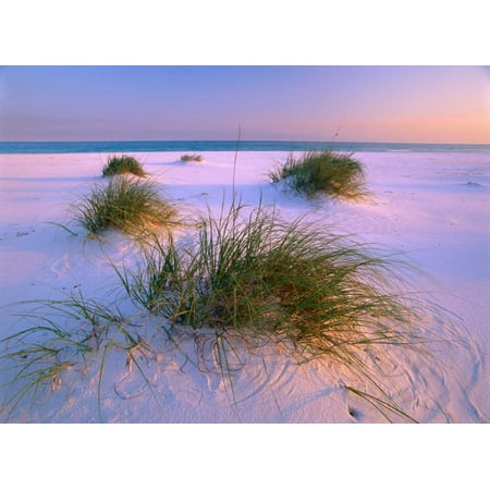 Sea Oats growing on beach Santa Rosa Island Gulf Islands National Seashore Florida Poster Print by Tim