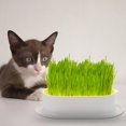 thumbnail image 2 of ZULAR Cat Grass Growing Kit Planter Box for Pet Cat, 2 of 4