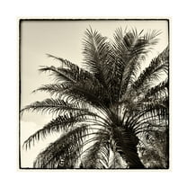 Trademark Fine Art 'Palm Tree Sepia I' Canvas Art by Debra Van Swearingen