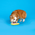 thumbnail image 5 of BARK Box Toaster Pup Pastry Squeaky Crinkle Plush Dog Toy, 5 of 8