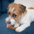 thumbnail image 6 of Nylabone Healthy Edibles All-Natural Long Lasting Chew Treats Bacon X-Small (8 Count), 6 of 13