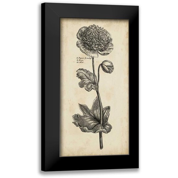 Vision Studio 9x14 Black Modern Framed Museum Art Print Titled - Singular Beauty I
