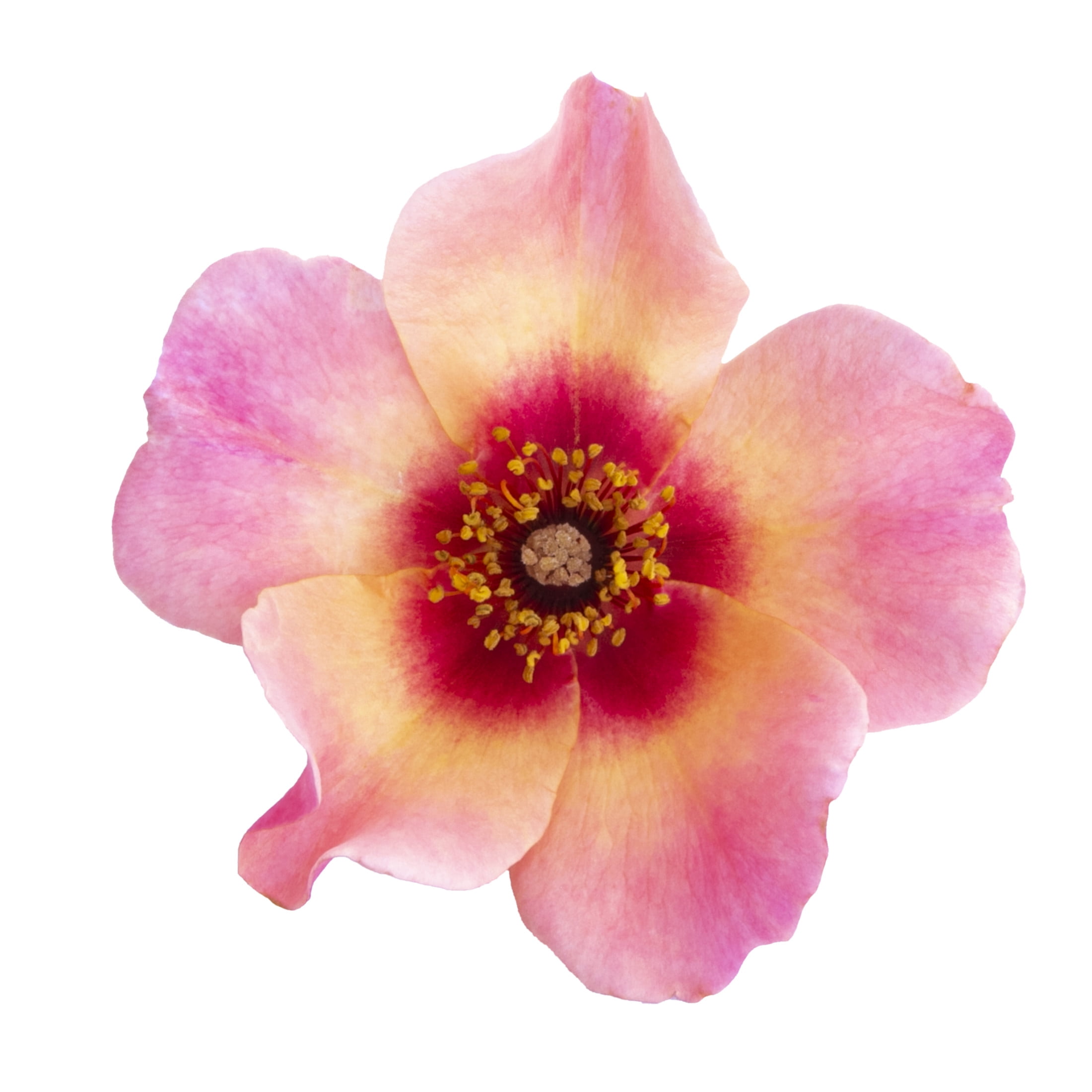 Proven Winners ColorChoice 5" Multicolor Ringo All-Star Rose Live Plant in 4.5" Pot (4 Count)