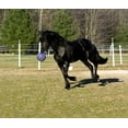 thumbnail image 5 of Horsemen's Pride Tug N Toss Jolly Ball Extra Large Purple Toy for Dogs Horses, 5 of 6