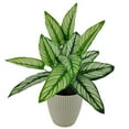 thumbnail image 1 of Mainstays 10in Indoor Artificial Plant in Pot, Green Color Calathea, 1 of 5
