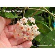 Hoya carnosa (White Flowers) - Wax Vine - Fragrant Heirloom Vine