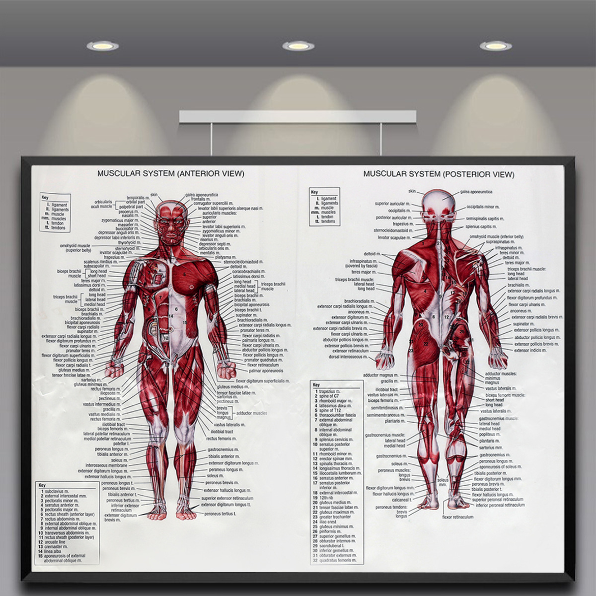 Anatomy Posters Muscular System Anatomy Poster - 50x70cm Silk Cloth ...