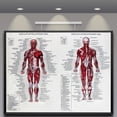 thumbnail image 2 of Affiches de Système Musculaire Tissu de Soie Anatomie du Corps Humain Décoration Éducative Anatomie Musculaire du Corps Humain Anatomie du Système Éducatif, 2 of 10