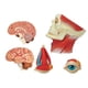 thumbnail image 5 of Medical-Torso Human Body Model Education Head Muscles Nerve Organs Model for Student Teaching Study, 5 of 5