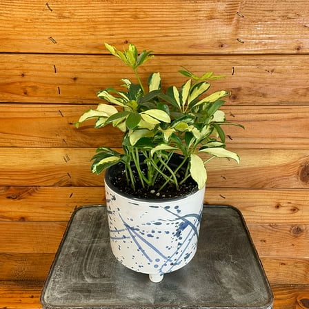 Schefflera Trinette, 6" Plant, The Plant Farm