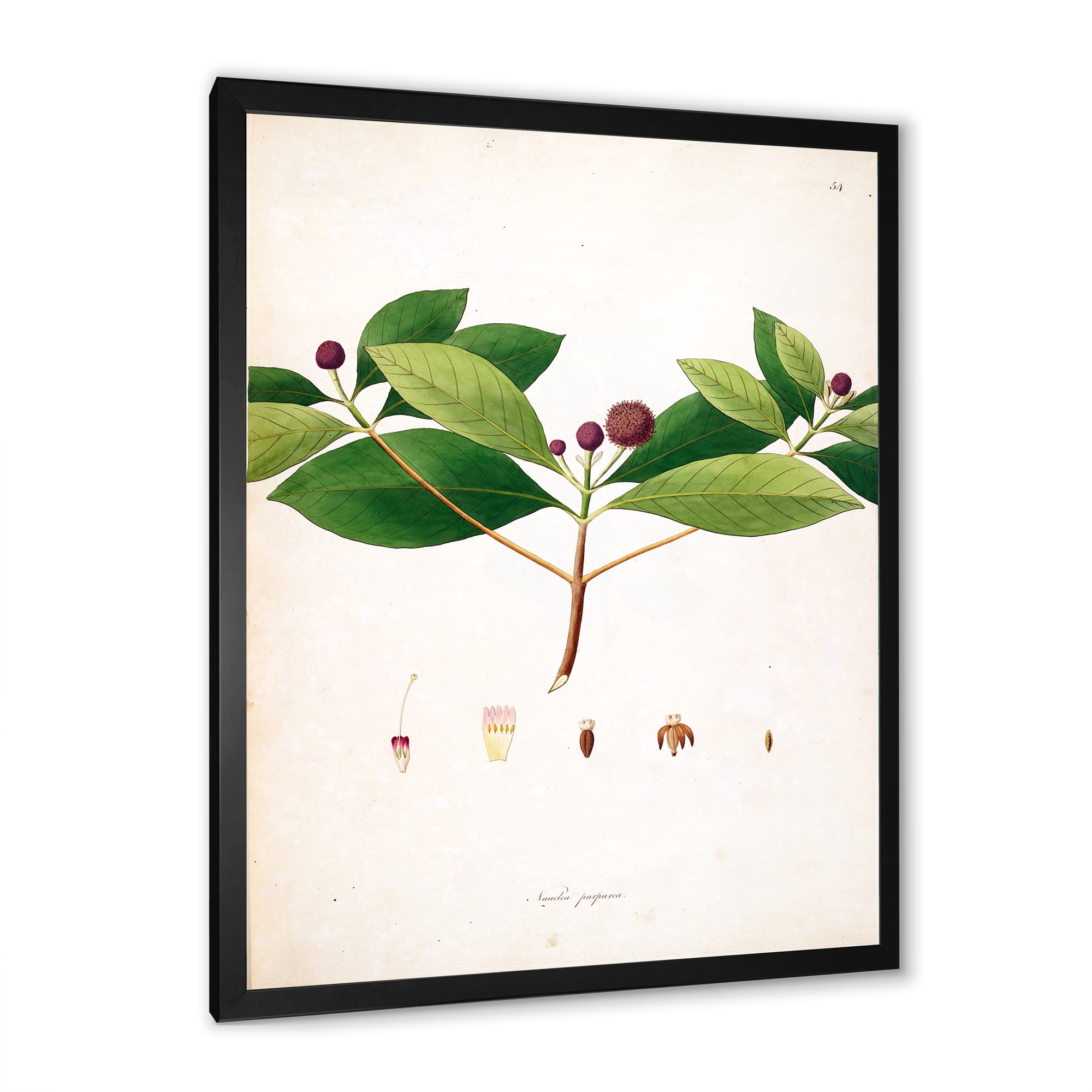 Designart 'Ancient London Plants X' Farmhouse Framed Art Print