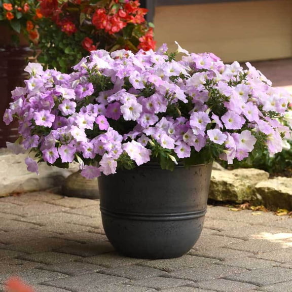 Petunia Wave Misty Lilac F1 Seed