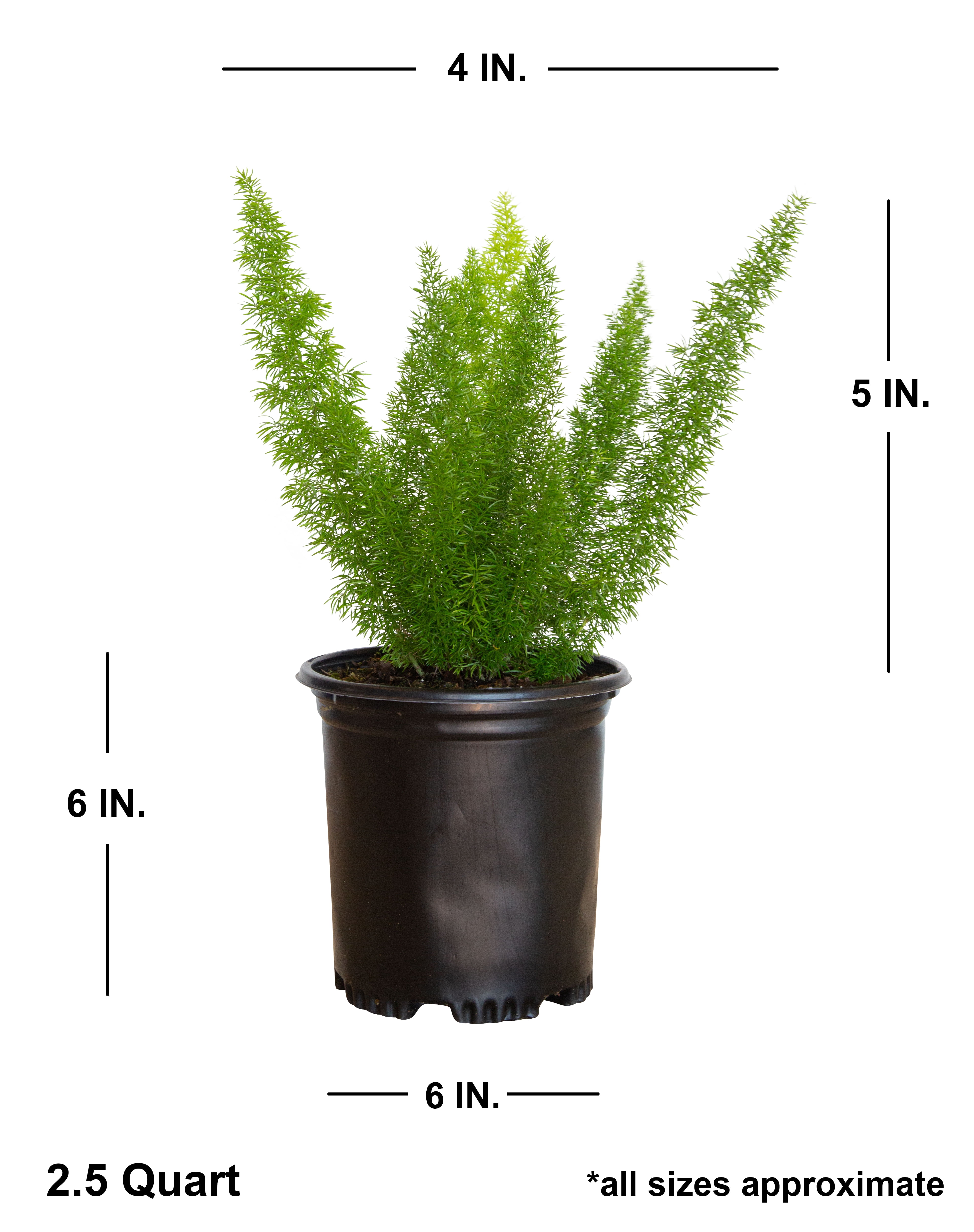 Expert Gardener Foxtail Fern (2.5 Qt) Semi-Evergreen Perennial Plant - Live Part Sun to Shade Indoor / Outdoor Plant