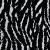 Black Ivory Safari Zebra