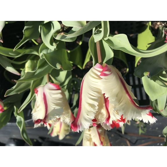 10 Estella Rijnveld Tulip Bulbs - Tulipa Parrot