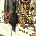 thumbnail image 4 of Realistic Hanging Dead Crow Decoy Lifesize Extra Black Feathered Crow, 4 of 5