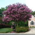 thumbnail image 4 of Brighter Blooms - Muskogee Crape Myrtle Tree, 5-6 ft. - No Shipping to AK, AZ, HI, OR, 4 of 6