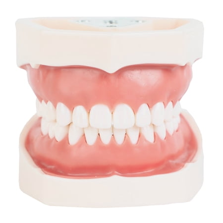 Axis Scientific Dental Typodont Model - Life-Size Dental Typodont  Human anatomy system miniature  demonstration skill  educational model Includes Product Manual price history on PriceWatchPro