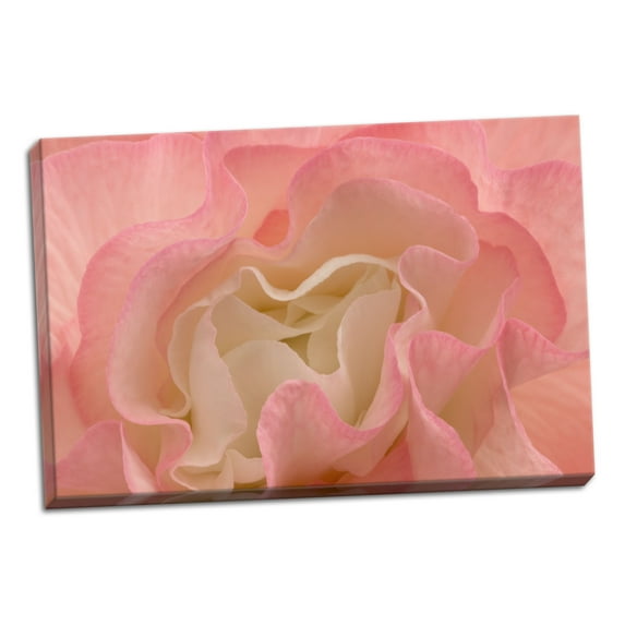 Gango Home Decor Rosy Begonia I by Rita Crane (Ready to Hang); One 36x24in Hand-Stretched Canvas