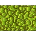thumbnail image 1 of Ahgly Company Machine Washable Indoor Rectangle Transitional Aloe Vera Green Area Rugs, 2' x 4', 1 of 7