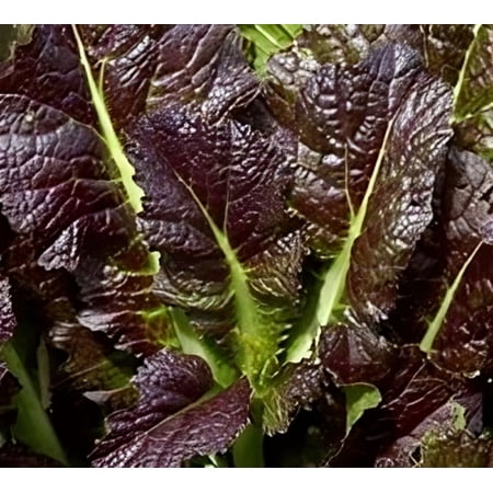 Mustard Red Giant Great Heirloom Vegetable by Seed Kingdom Bulk 1/4 Lb Seeds