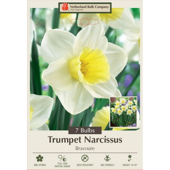 Bravoure Trumpet Daffodil 7 Bulbs - 14/16 cm Bulbs