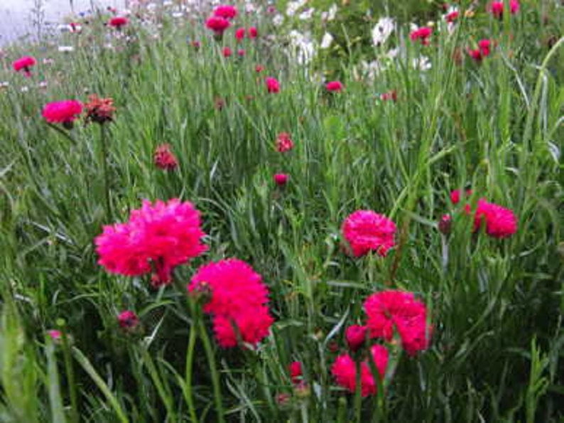 30 Tall Red Cornflower Seeds - - Perennial Flower Seeds for Asian Garden - Pink Rose Blooms
