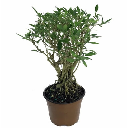 Japanese Serissa Bonsai Tree 4