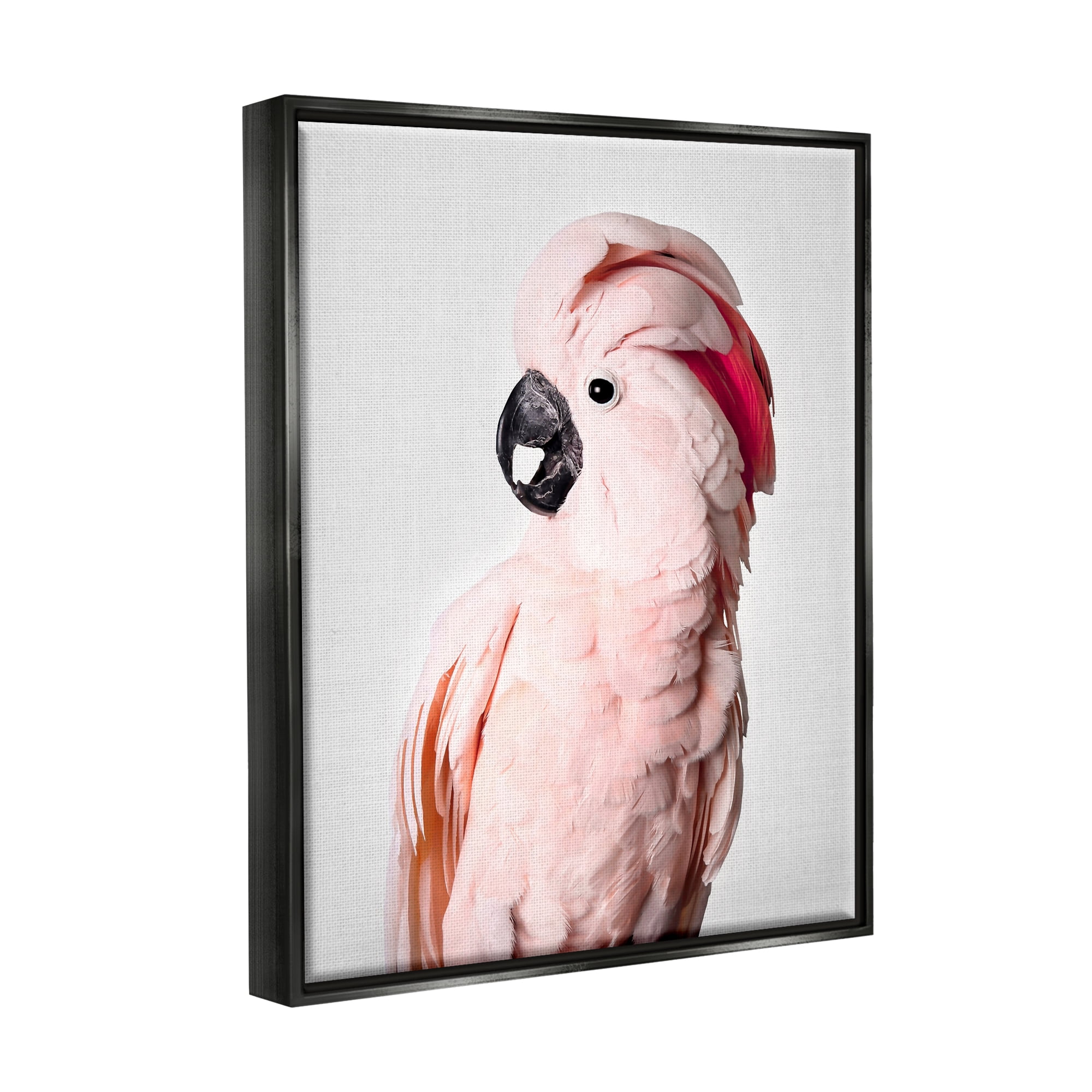 Stupell Industries Pink Cockatoo Photography Animals & Insects Photography Black Floater Framed Art Print Wall Art, 25 x 31
