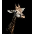 thumbnail image 2 of Garcia, Helena 12x13 Gold Ornate Wood Framed with Double Matting Museum Art Print Titled - Giraffe in low key, 2 of 4