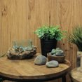 thumbnail image 3 of Rectangular Glass On Driftwood Decorative Bowl/Vase/Terrarium Succulent Planter, 3 of 5