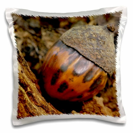3dRose Acorn, First Creek Trail, Mammoth Cave NP, Kentucky - US18 RKL0025 - Raymond Klass, Pillow Case, 16 by 16-inch