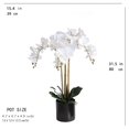thumbnail image 2 of Butterfly Orchid, 2 of 3