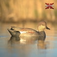 thumbnail image 6 of Avian X Power Swimmer Gadwall Drake Motion Duck Decoy with 10+ Hour Battery, 6 of 10