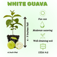 thumbnail image 2 of Set of 3 White Guava Live Plant, White Guava Plant, Sweet Fruit, 4 inch Pot for Planting, 2 of 5