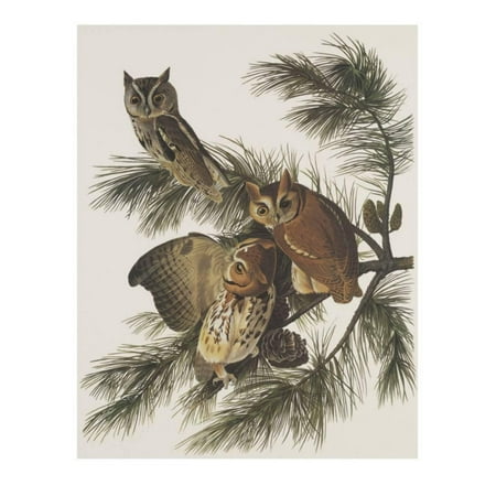 - Little Screech Owl or Mottled Owl Print Wall Art By John James Audubon