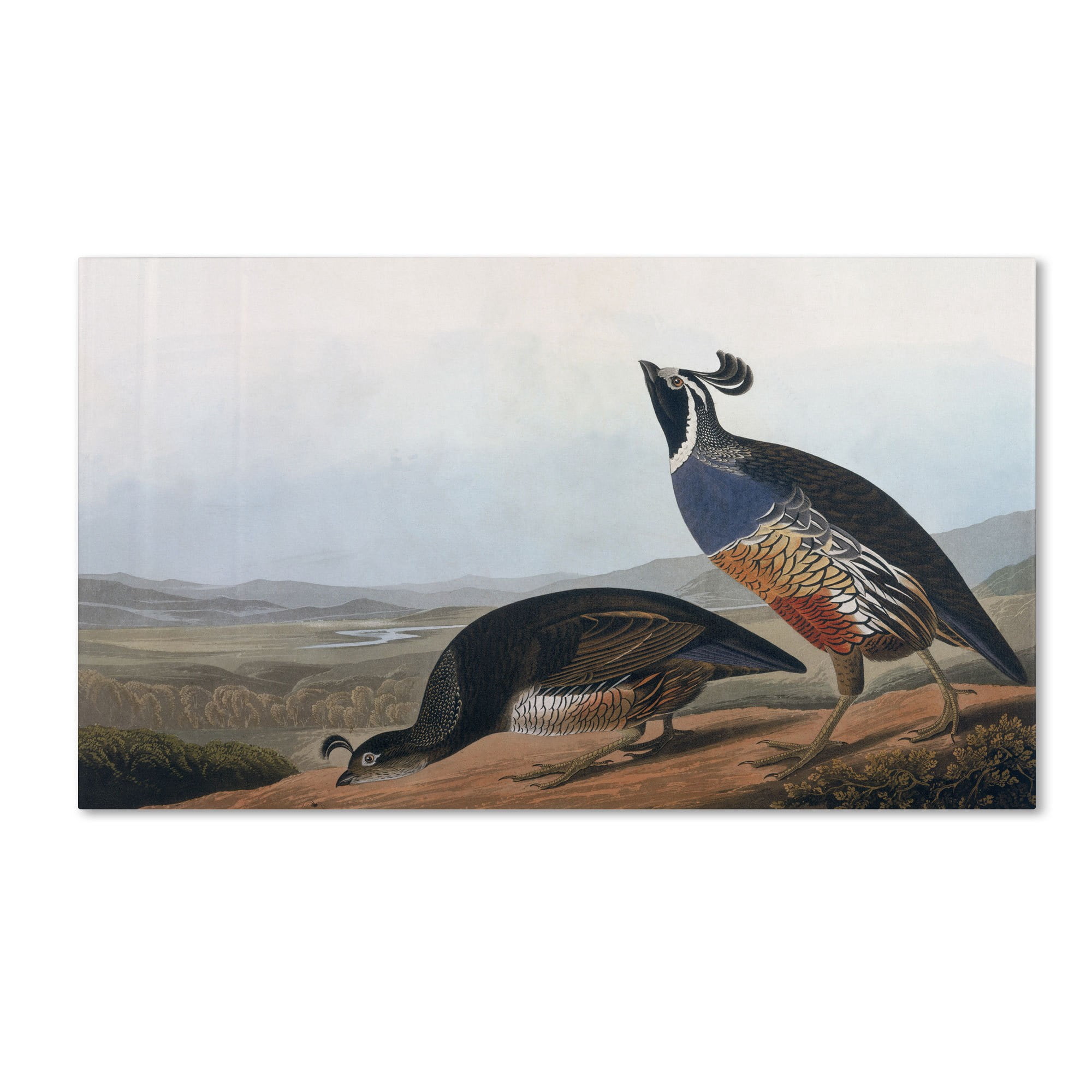 Trademark Fine Art "Californian Partridge" Canvas Art by John James Audubon
