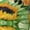 2 Black-2, variant on Rateoe Sunflowers On A Yellow Background Pattern Women’s Knee High Crew Socks,Trouser Socks Comfortable, Breathable, Moisture-Wicking and Soft