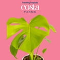 thumbnail image 2 of Costa Farms 12" Monstera Golden Compact Live House Plant in 5" Self-Watering Pot, 2 of 10