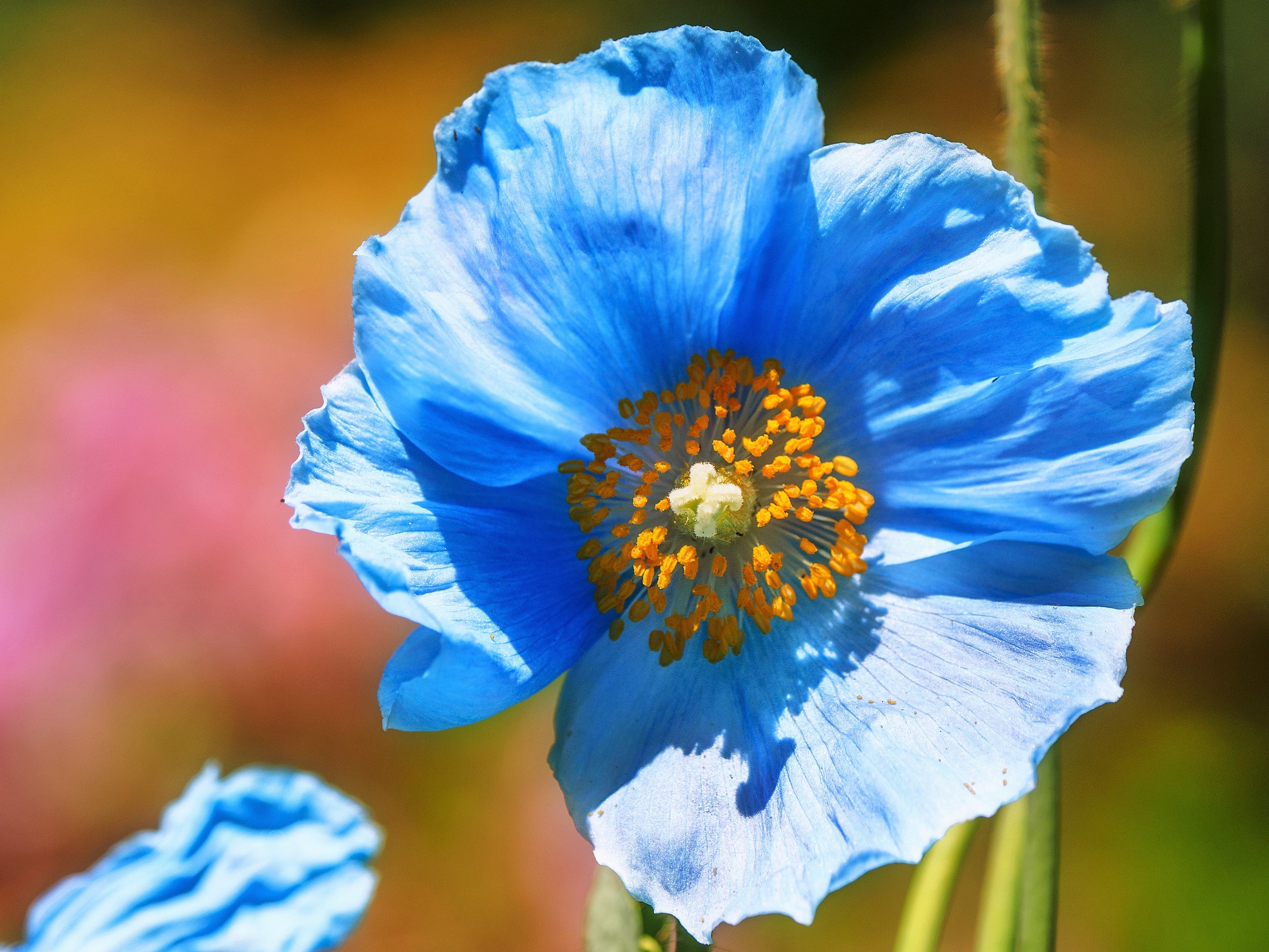poppies: Blue Water Health