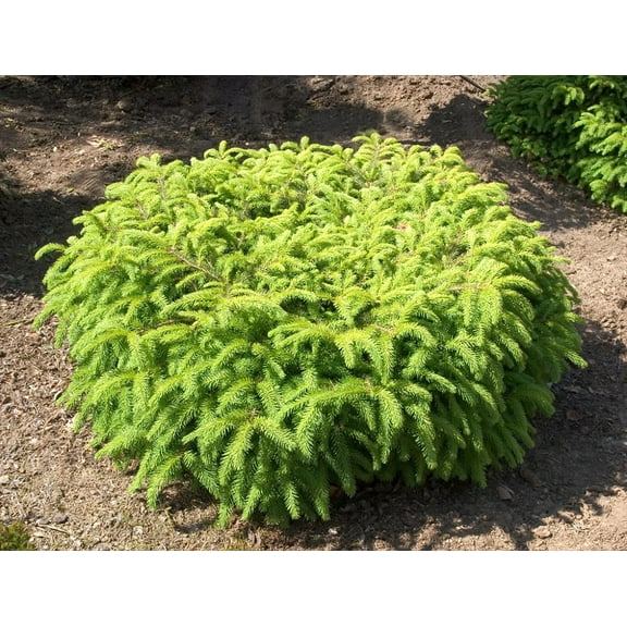 Bird's Nest Spruce - Picea abies Nidiformis - Quart Pot