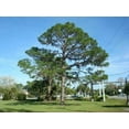 thumbnail image 5 of Slash Pine Tree  40 Live Plants  Pinus Elliottii  Fast Growing Stately Shade Tree, 5 of 8
