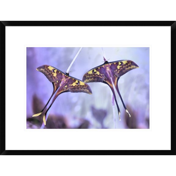 Global Gallery Jimmy Hoffman 'Actias' Framed Wall Art