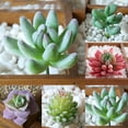 thumbnail image 4 of Fake Succulents Plants Artificial Small Plant 1Pcs Artificial Succulents Plants Faux Plastic Succulents Mini Fake Plants Realistic Artificial Fake Plants, 4 of 4
