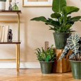 thumbnail image 4 of 2 Pack Support Support For Climbing Plants Extendable Coconut Moss Stick, 4 of 5