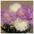 thumbnail image 2 of Everwilde Farms - 1/4 lb Imperialis Mixed Sweet Sultan Garden Flower Seeds - Gold Vault Bulk Seed Packet, 2 of 3