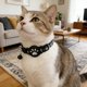 thumbnail image 4 of Collar inteligente para gatos con localizador electrónico «Find My», compatible con seguimiento en tiempo real, de silicona, ligero y ajustable para gatos pequeños y medianos, 4 of 5